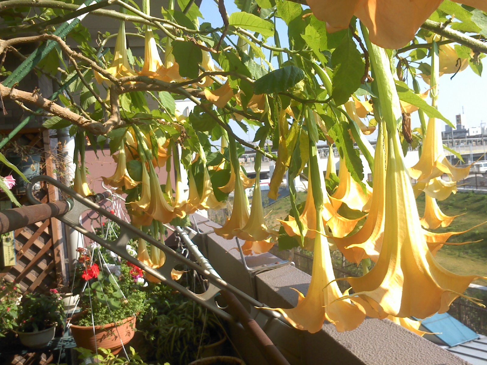 ���̃G���W�F���X�g�����y�b�g